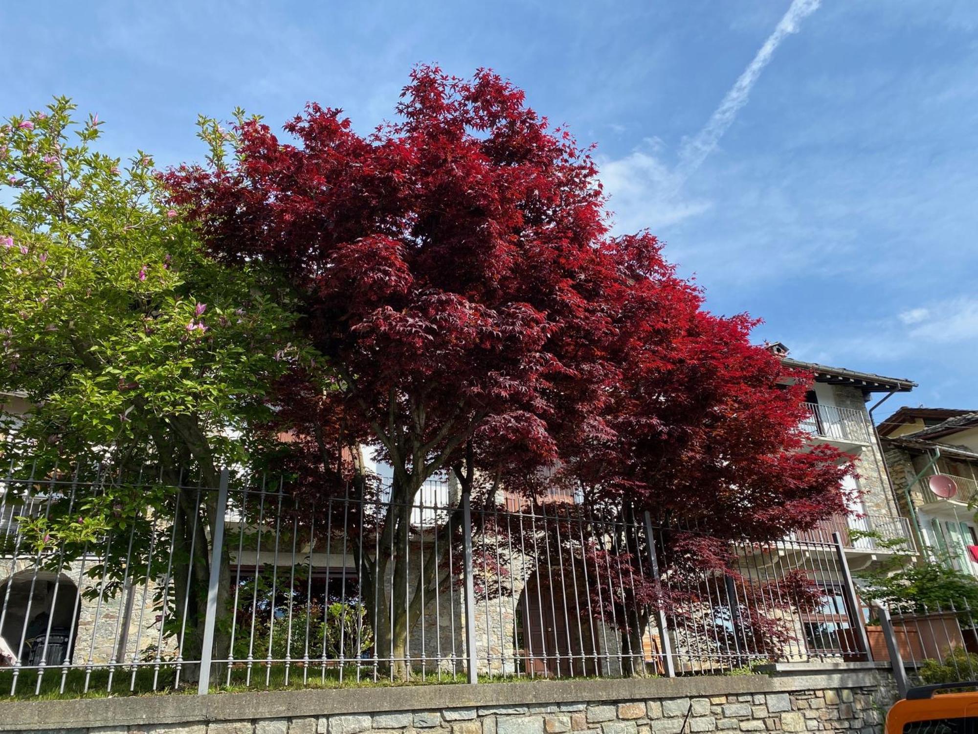La Casa Di Nina - Traves Villa Pessinetto Exterior foto